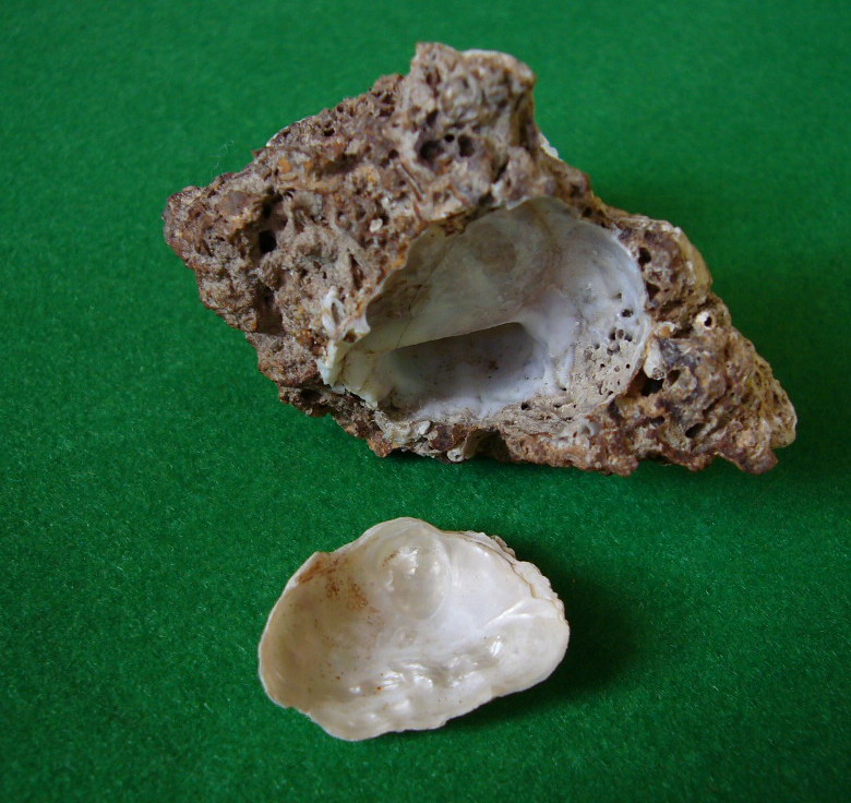Clavangella aperta
